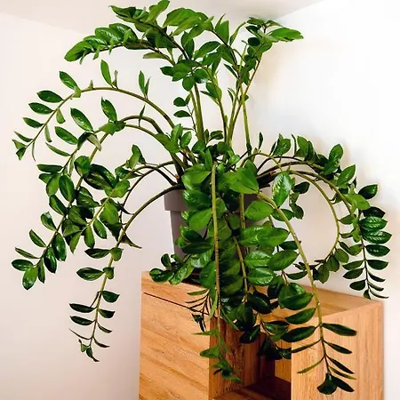 Appartamento Alpski Skrat,