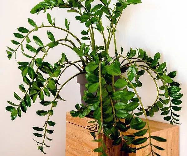 شقة Alpski Skrat,